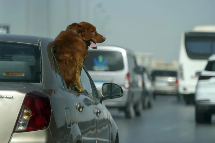 AAA: Nearly 2-in-5 Michigan dogs ride unrestrained